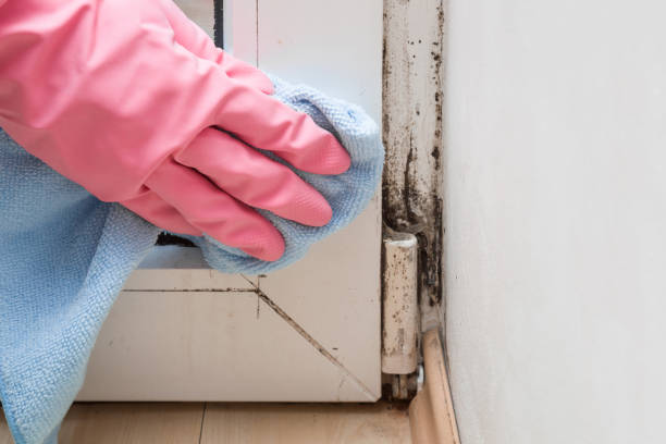 Best Mold Damage Repair  in Baiting Hollow, NY