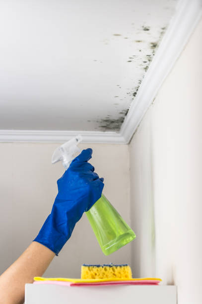 Best Professional Mold Removal  in Baiting Hollow, NY